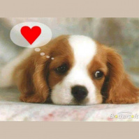 Puppy Love-Valentines 2016