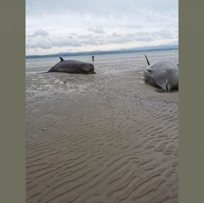 Highlights From Moncrieff