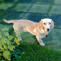 Boo beim Kaffee kochen