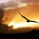 Le Meraviglie Della Natura