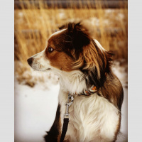 Organized Crime Through Meditation