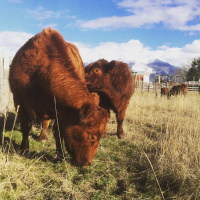 Jesse Hadden of Lower Crossing Farm