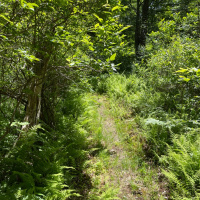 Walk And Talk Brainstorm In The Woods