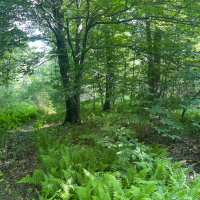 Walk and Talk on June 28, 2021