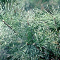 The Glory of Christmas