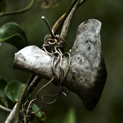 Canne Al Vento, Di Grazia Deledda