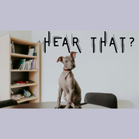 Joy is the Light - Hear That?