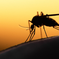 A vaccine for Malaria