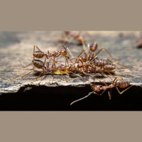 Punta Norte: La curiosa historia de las hormigas matabele