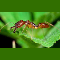 Punta Norte: De ríos que vuelan y hormigas que nadan