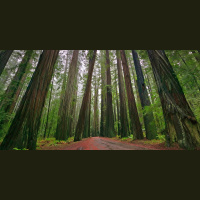 Punta Norte: ¿Cuánto hace que no abrazas un árbol?