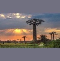  Punta Norte: El crepúsculo de los baobabs