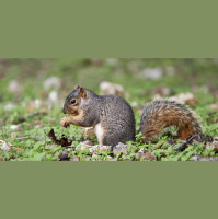 Punta Norte: Las mujeres que amamantan ardillas