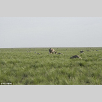 Punta Norte: El instante en el que murieron de golpe 200.000 antílopes 