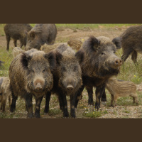 Punta Norte: Los jabalíes de Fukushima 