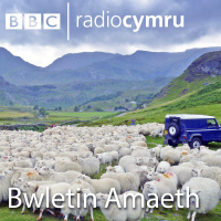 Tueddiadau’r farchand cig coch ym mis Tachwedd