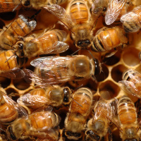 Ep. 35: This week I learned honeybees say oops when theyre startled, and more