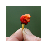 Ep. 49: This week I learned how the worlds hottest chili would kill you, and more