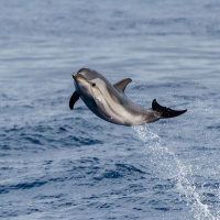 Ep. 69: This week I learned how female dolphins are weaponizing their vaginas to fight the underwater patriarchy, and more