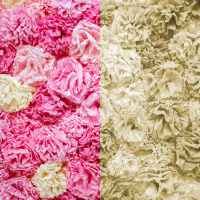 Ep. 40: This week I learned the word pink used to mean yellow, and more