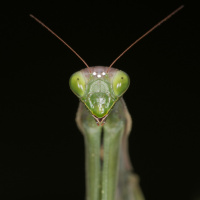 Ep. 56: This week I learned praying mantises are killing your hummingbirds and eating their brains, and more