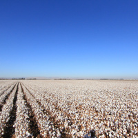 FoA 341: California Cotton and Climate Coalition with Cannon Michael and Rebecca Burgess