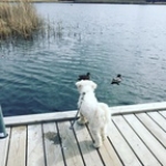 Allt Vi Kan Relatera Till