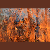 Punto de Fuga: El mundo en llamas (07/09/2019)