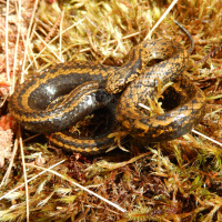 Indiana Jones bekommt seine eigene Schlange