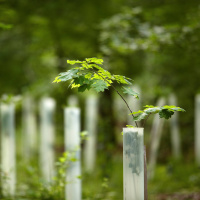 So lassen sich negative Emissionen erreichen