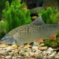 Delikat: ORF brät geschützten Fisch