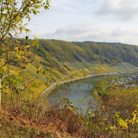 Merlot an der Mosel: Der Klimawandel verändert den Weinbau