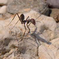 Wanderameisen orientieren sich am Magnetfeld der Erde