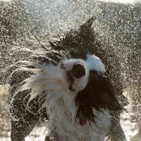 Schneefrei: Das Auto, das sich schüttelt wie ein Hund