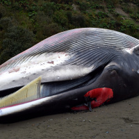Chile: Fischzucht-Boom gefährdet Wale