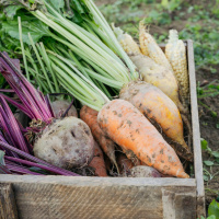 Wie Bio ist der Südwesten?