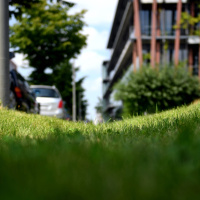 Weniger Beton und mehr Bäume: Freiburg soll Schwammstadt werden