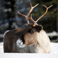 Mehr als Ochs und Esel – Auch diese Tiere haben mit Weihnachten zu tun