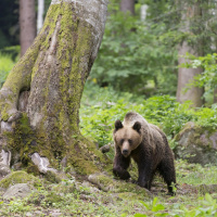 Rumänien startet Jagd auf Bären