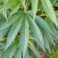 Steuert Deutschland auf das Cannabis-Chaos zu?