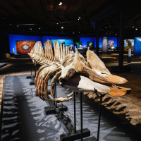 „Planet Ozean“ im Gasometer: Spektakulärer Blick in die Tiefsee