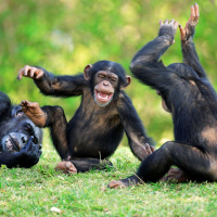 Schimpansen erkennen Gruppenmitglieder auch nach Jahrzehnten wieder