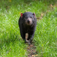 Gesichts-Krebs: Eine Impfung zum Fressen für den Tasmanischen Teufel