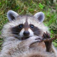 Waschbären breiten sich im Odenwald aus