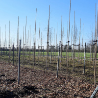 Wie der Schlossgarten Schwetzingen seine alte Baumschule wiederbelebt