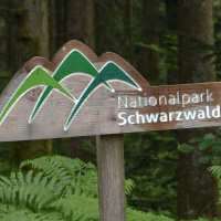 Zehn Jahre Nationalpark Schwarzwald: „Es hat sich schon viel verändert“