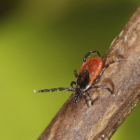 Zecken sind das ganze Jahr aktiv – und mittlerweile bundesweit