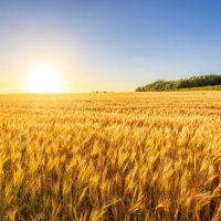 Schöne neue EU- Landwirtschaft durch Einsatz von Gen-Schere?