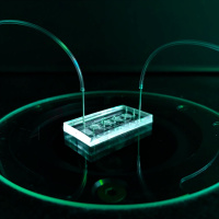 Organ-on-Chip: Wie Forschung ohne Tierversuche funktionieren kann