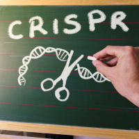 EU-Parlament für schnelleren Einsatz von CRISPR in Pflanzenzüchtung